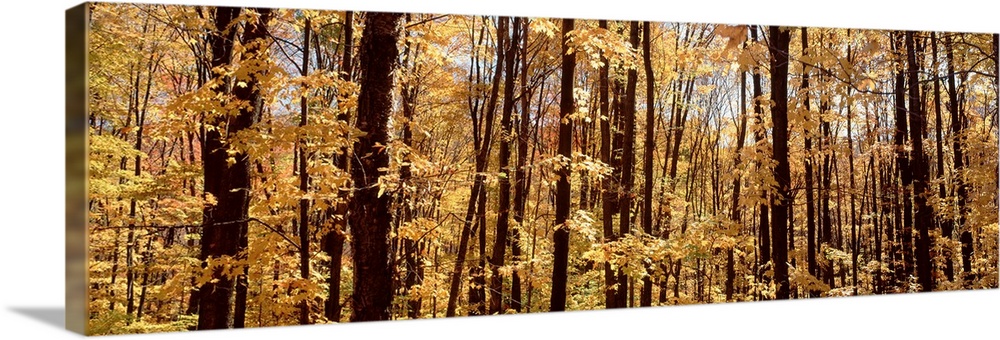 Trees in a forest, Alleghany State Park, New York State Wall Art ...