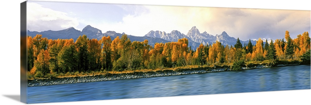 Trees in a forest along Snake River, Grand Teton National Park, Wyoming, USA.
