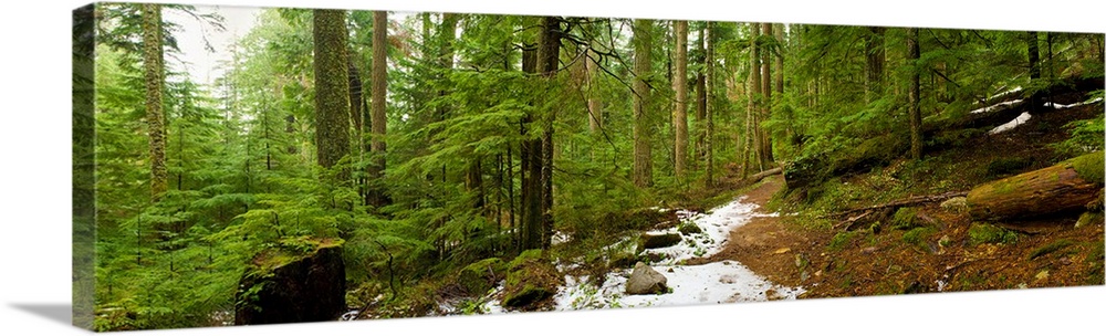 Trees in a forest, Asahel Curtis Nature Trail, Snoqualmie, King County, Washington State, USA.