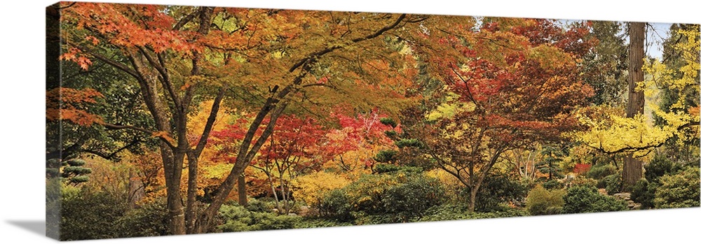 Big panoramic canvas print of autumn colored trees.