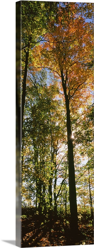 Tall and narrow photo print of fall foliage covered trees in a forest.