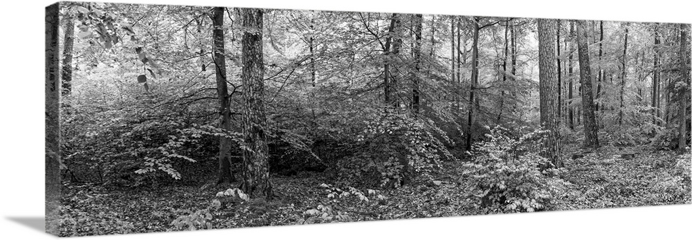 Trees in a forest, Baden-Wurttemberg, Germany