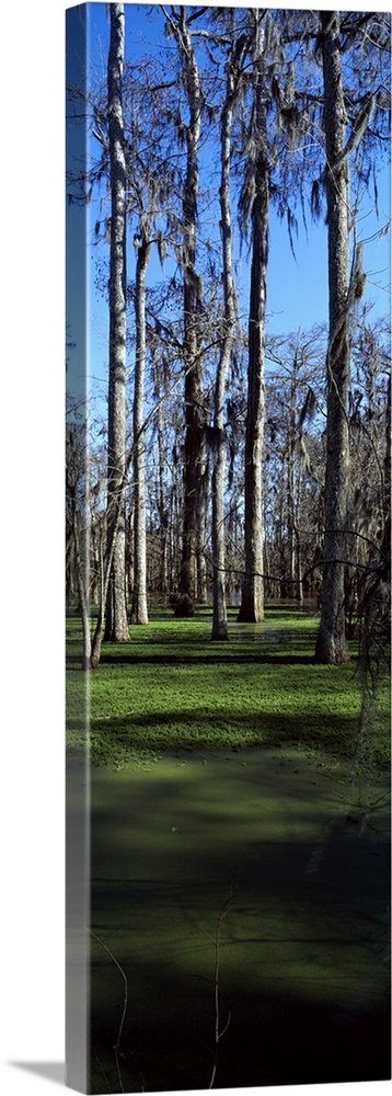 Trees in a forest, Bijou, Louisiana