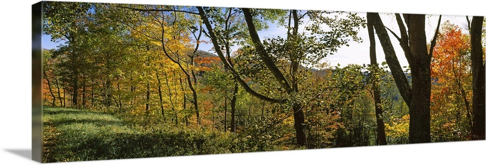 Trees in a forest, Blue Ridge Mountains, Outside of Spruce Pine, North ...