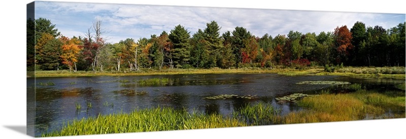 Trees in a forest, Cape Cod, Barnstable County, Massachusetts Wall Art ...