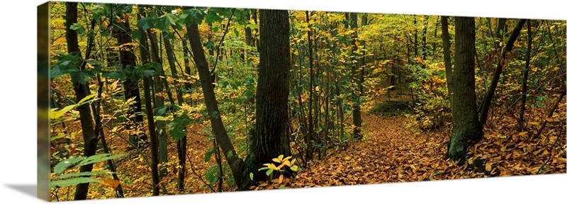 Trees in a forest, Clamart, Paris, Ile de France, France | Great Big Canvas