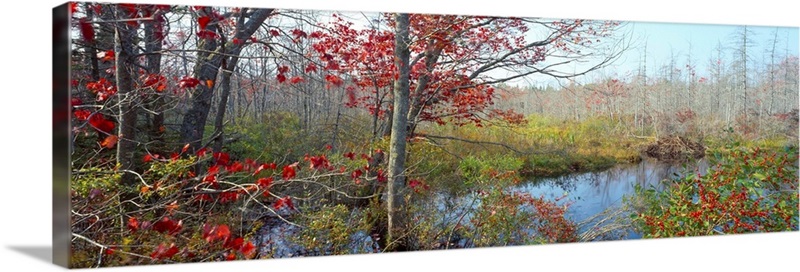 Trees in a forest, Damariscotta, Lincoln County, Maine Wall Art, Canvas ...