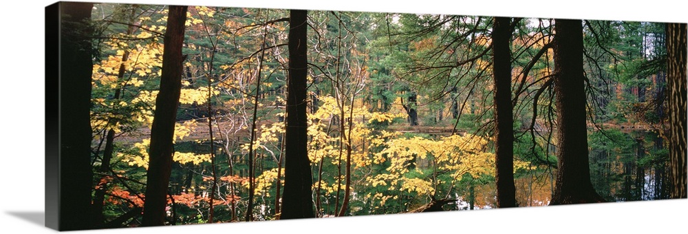 Trees in a forest during autumn