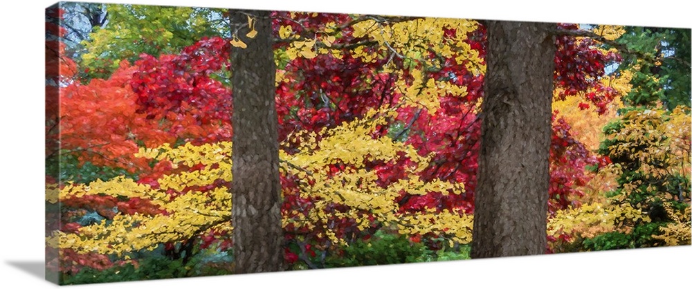 Trees in a forest during autumn, Oregon, USA.