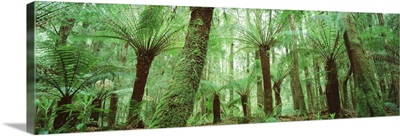 Trees in a forest, Franklin Gordon Wild Rivers National Park, Tasmania, Australia