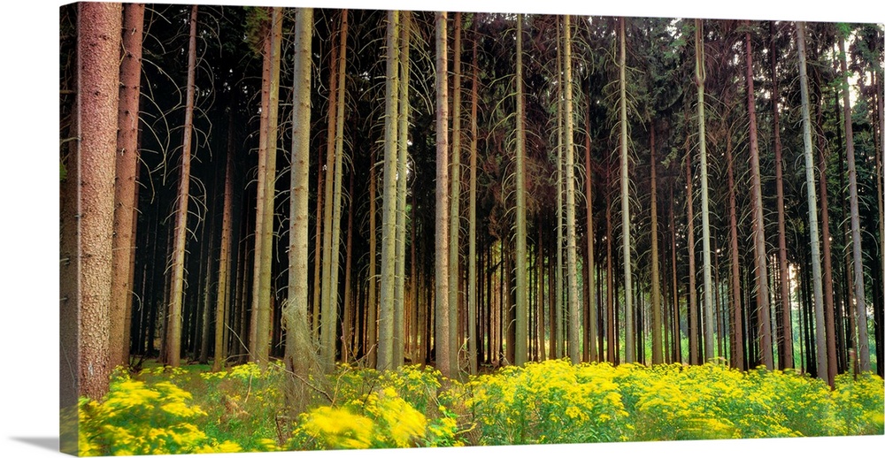 Trees in a forest, germany.