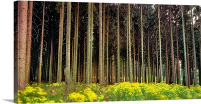 Trees In A Forest, Germany