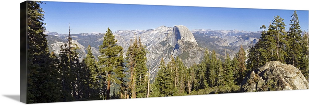 Trees in a forest, Half Dome, Yosemite National Park, California