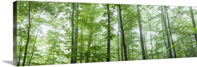 Trees in a forest, Hamburg, New York State