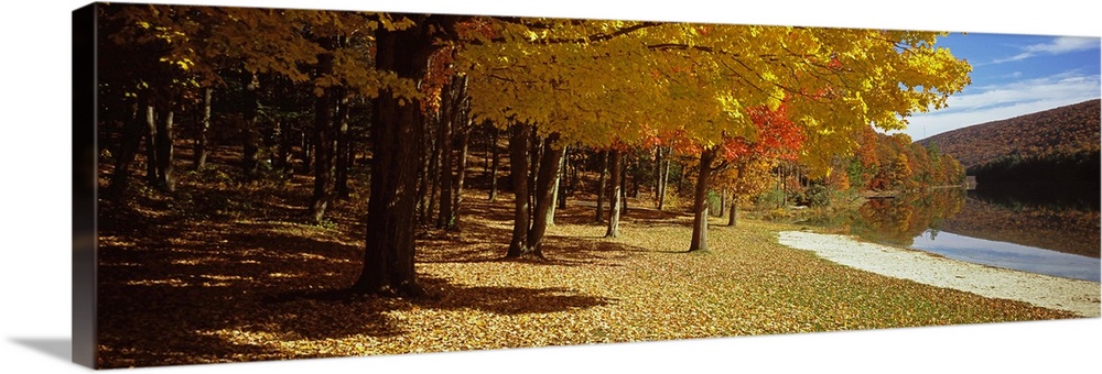 Trees in a forest in central Pennsylvania, Pennsylvania