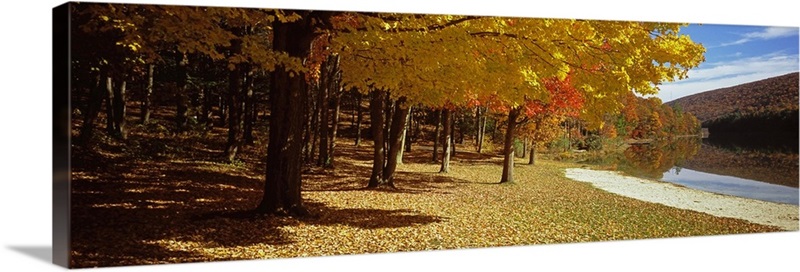 Trees in a forest in central Pennsylvania, Pennsylvania Wall Art ...