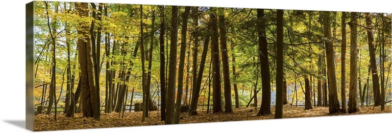 Trees in a forest, Letchworth State Park, New York State Wall Art ...