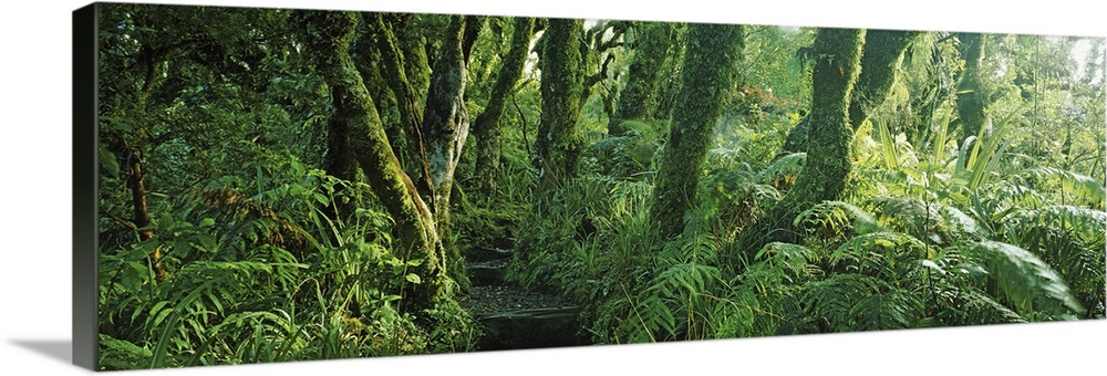Trees in a forest, Mount Taranaki, Mount Egmon, North Island, New Zealand