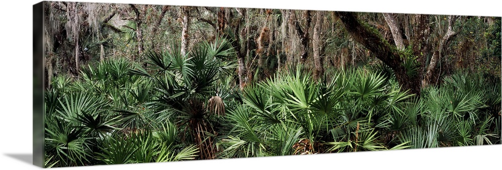 Trees in a forest Myakka River State Park Sarasota Sarasota County Florida