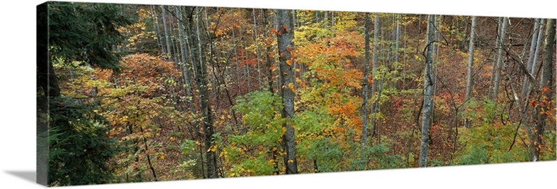 Trees in a forest, North Carolina Wall Art, Canvas Prints, Framed ...