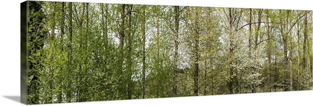 Trees in a forest, Northern Black Forest Region, Horb am Neckar, Baden-Wurttemberg, Germany.