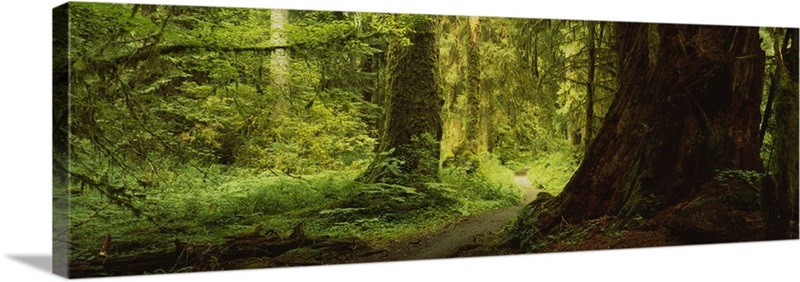 Trees in a forest, Olympic National Park, Washington State | Great Big ...