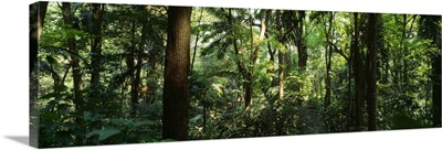 Trees in a forest, Rainforest, Trianon Park, Sao Paulo, Brazil