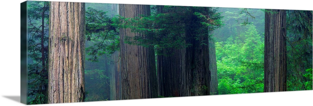 This panoramic photograph captures a wooded landscape filled with mist.