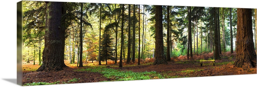 Trees in a forest, Rhinefield Ornamental Drive, New Forest, Hampshire, England