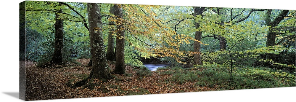 Trees in a forest, River Teign, Dartmoor, Devon, England