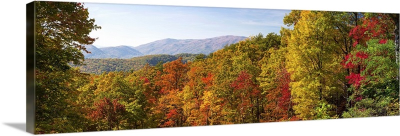 Trees in a forest, Roaring Fork Motor Nature Trail, Great Smoky ...