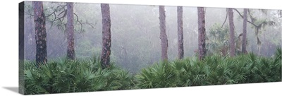 Trees in a forest, Scherer State Park, Osprey, Florida