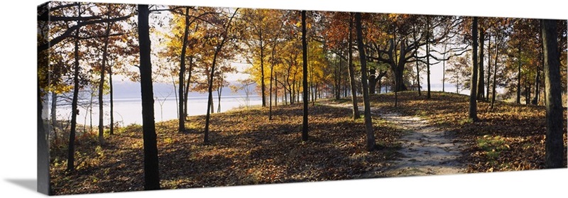 Trees in a forest, Sleeping Bear Dunes National Lakeshore, Michigan ...