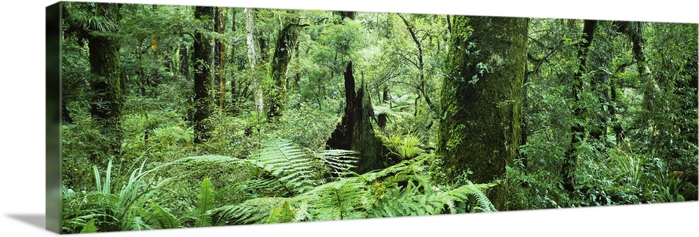 Trees in a forest, Te Urewera National Park, North Island, New Zealand