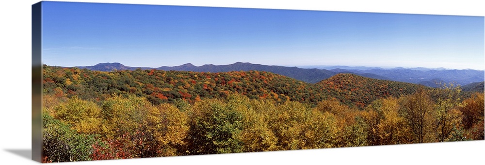 Trees in a forest with mountains in the background Blue Ridge Mountains North Carolina