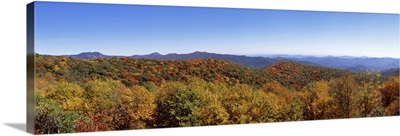 Trees in a forest with mountains in the background Blue Ridge Mountains North Carolina