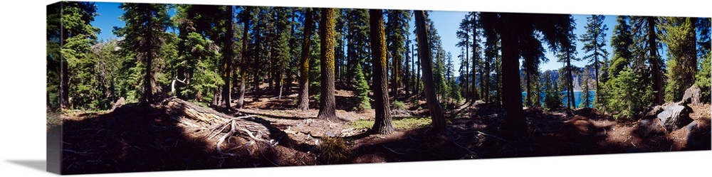 Trees in a forest, Wizard Island, Crater Lake, Crater Lake National Park, Oregon, USA