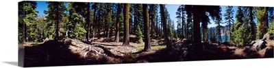 Trees in a forest, Wizard Island, Crater Lake, Crater Lake National Park, Oregon