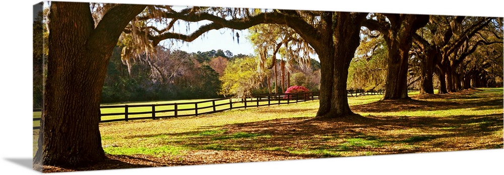 Trees in a garden, Boone Hall Plantation, Mount Pleasant, Charleston, South Carolina