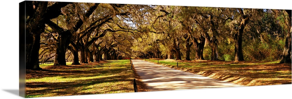 Trees in a garden, Boone Hall Plantation, Mount Pleasant, Charleston, South Carolina