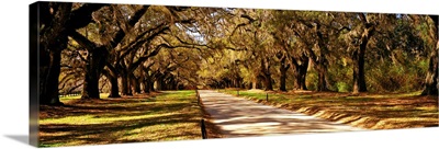 Trees in a garden, Boone Hall Plantation, Mount Pleasant, Charleston, South Carolina