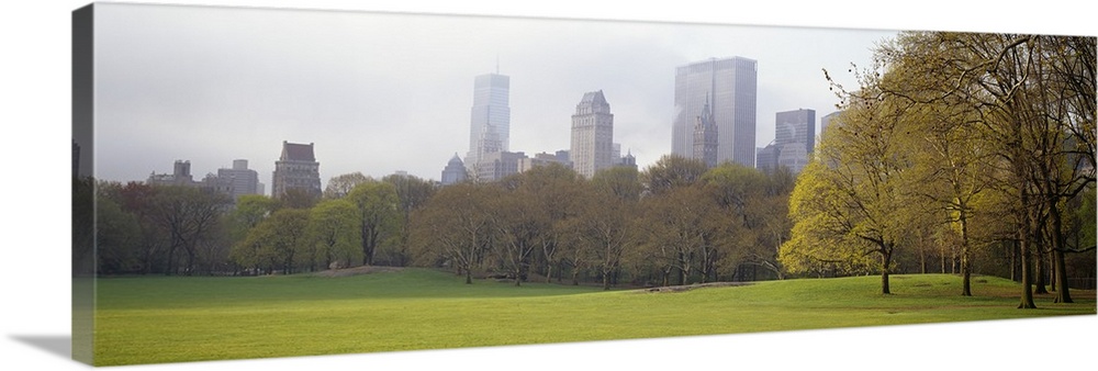 Trees in a park, Central Park, Manhattan, New York City, New York State