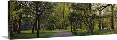 Trees in a park, Central Park, New York City, New York State