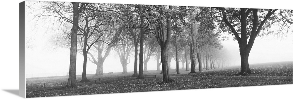 Trees in a park during fog, Wandsworth Park, Putney, London, England