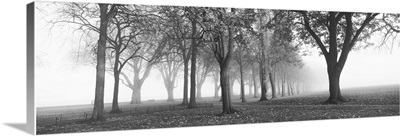 Trees in a park during fog, Wandsworth Park, Putney, London, England