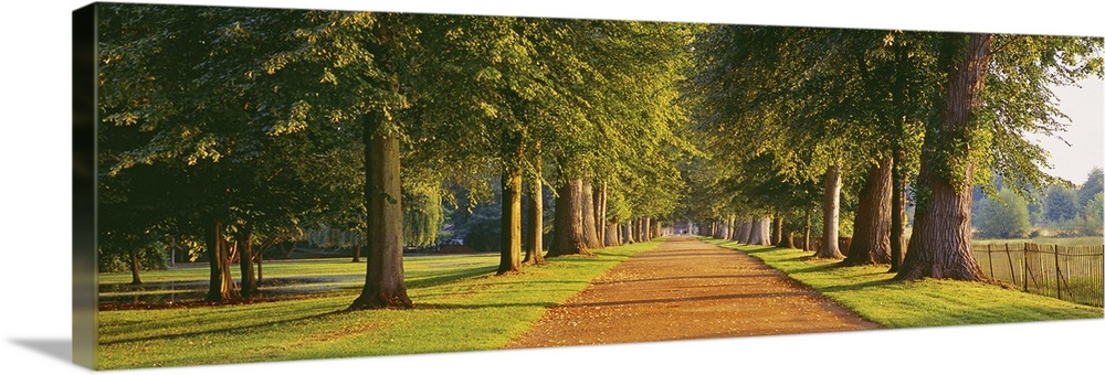 Trees in a park, Oxford, Oxfordshire, England