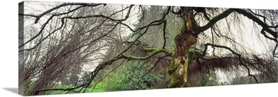 Trees in a park, Washington Park, Seattle, Washington State