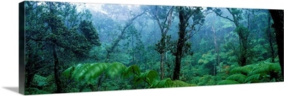 Trees in a rainforest, Hawaii Volcanoes National Park, Big Island, Hawaii