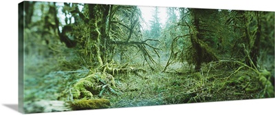 Trees in a rainforest, Olympic National Park, Olympic Peninsula, Washington State,