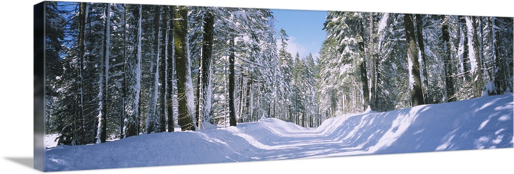 Tree Lined Snow Covered Road, Winter, Crane Flat Campground, Yosemite National Park, Calfornia, USA